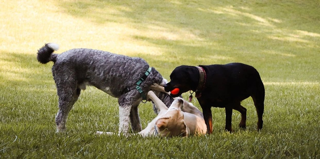 Three dogs playing in the grass