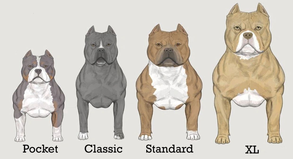 Pitbull Dognik Bulls Abkc Bully Standard Bully Classic Kennel Club