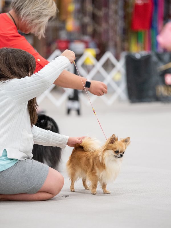 AKC Chihuahua show dog showing in group