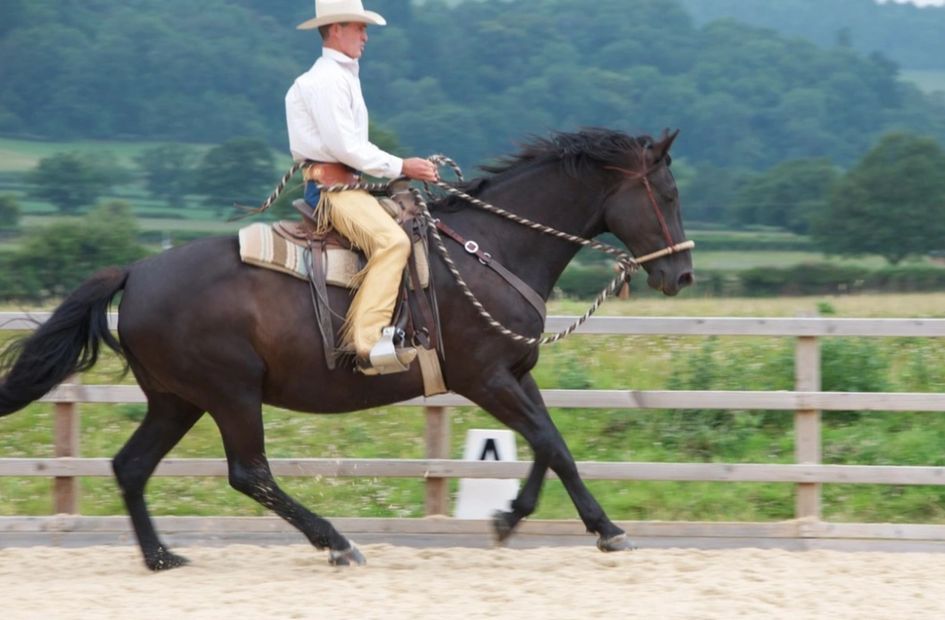 Horses Training Reflection