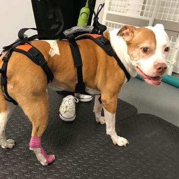 a disabled dog in a harness gets ready for some rehab exercise 