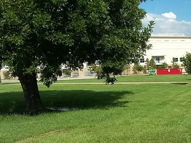 Green grassy area with trees and buildings in the background.