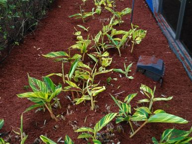 Small variegated plants growing in red mulch near a building.