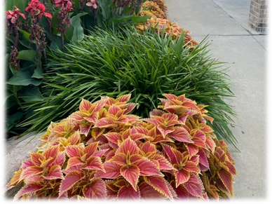 Colorful flower garden next to a sidewalk.