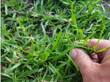 Hand grabbing grass blades.