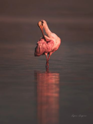 Single spoonbill cleaning its self in the calm ocean.
