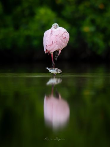 Small bird with spoonbill in the center reflection.