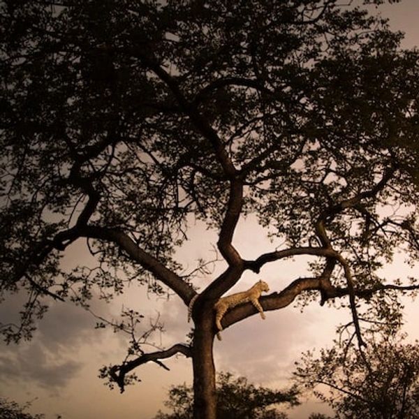 Cheetah in tree 