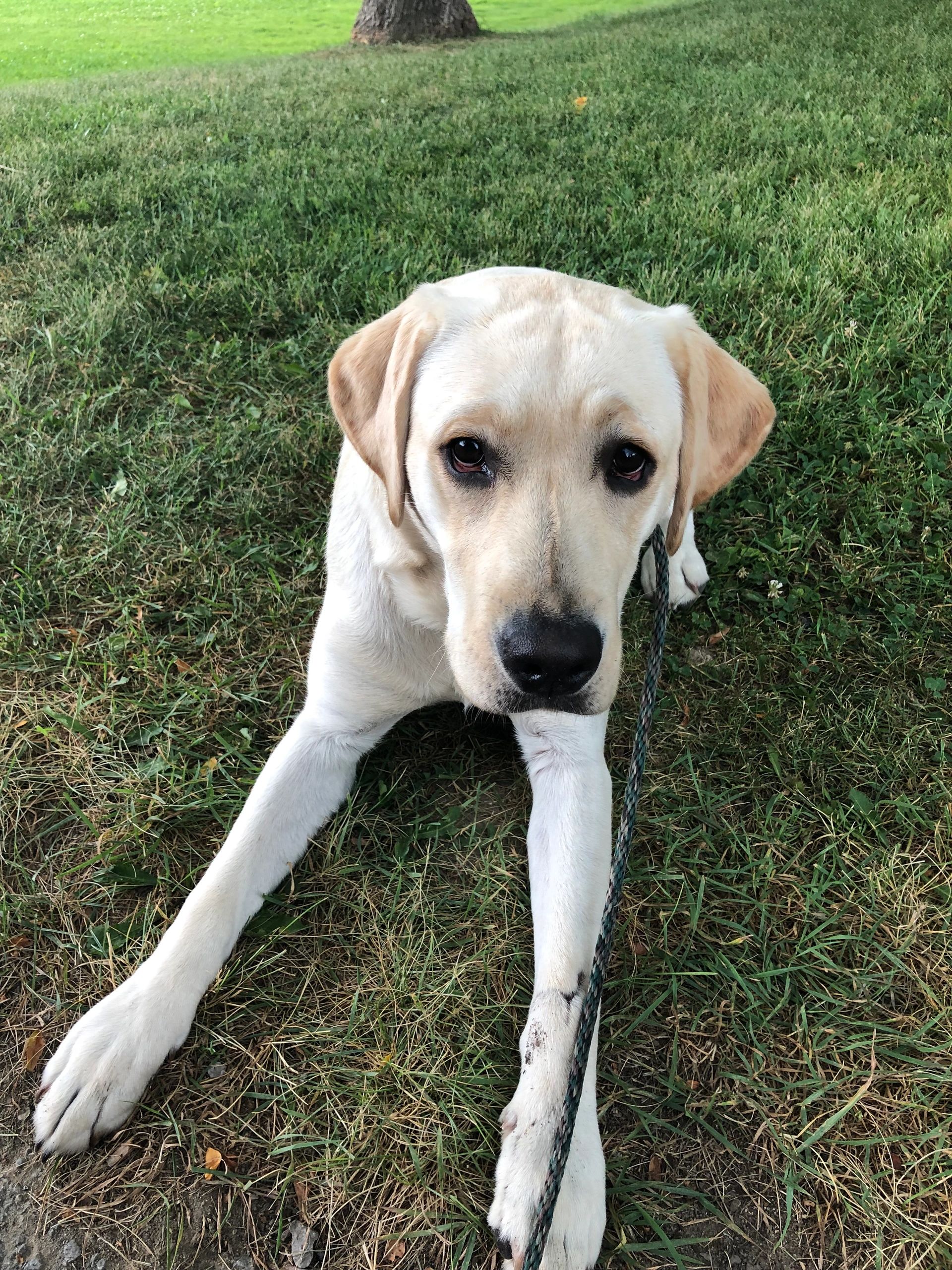 Elliams Dog Walkers Great Deals Keswick, Ontario