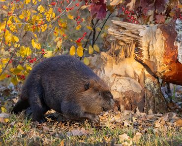 American beaver cutting down tree pictures.