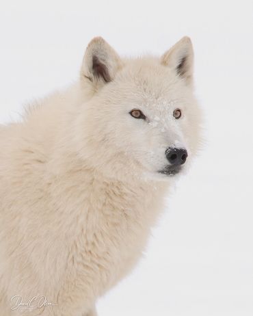 pictures of arctic wolves in winter
