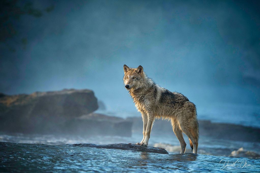Grey Wolves Photos and Premium High Res Pictures- Canis Lupus best images 2023