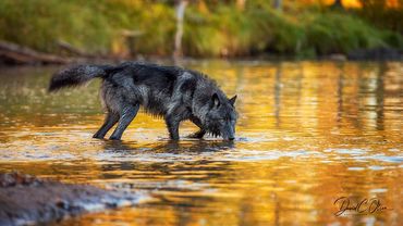 Best pictures of wolves- Black wolf pictures in autumn drinking. Pictures of melanistic wolf.