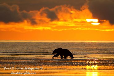 Bear photographer-Top-National Geographic-Bear photography-Stock images-David Olson -Alaska