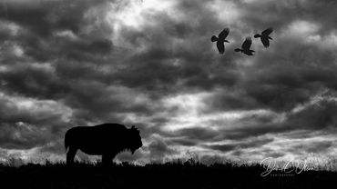 top bison images from Yellowstone national park