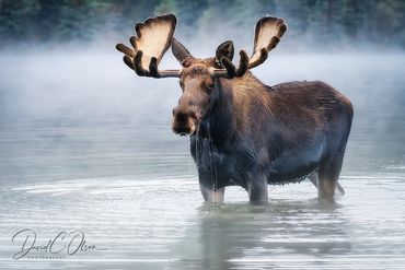 bull moose pictures in the boundary waters superior national forest Minnesota: wildlife tours