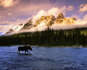 Banff national park wildlife photography-Moose-castle Mountain, pictures-photographer, David Olson