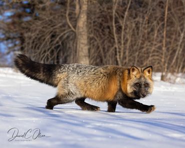 pictures of cross foxes- fox pictures in winter-wildlife photography of north America