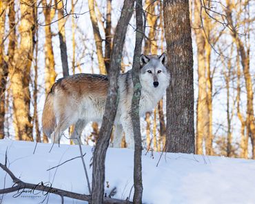 pictures of gray wolves in Wisconsin-Wisconsin wildlife photography wolves-images in winter