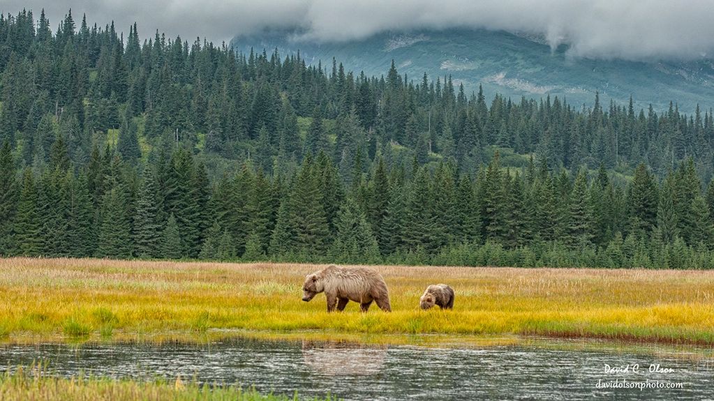 Alaska bear pictures lake clark photography-bear tours Alaska-david olson photography-beautiful bear