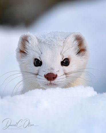 pictures of long tailed weasels in snow- wildlife photography- cute animal pictures