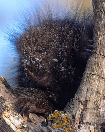 wildlife pictures of porcupines- porcupine baby pictures of books-winter wildlife images