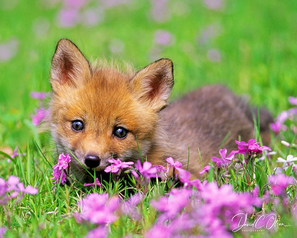 pictures of fox kits best 2023-Nature photography of Illinois-