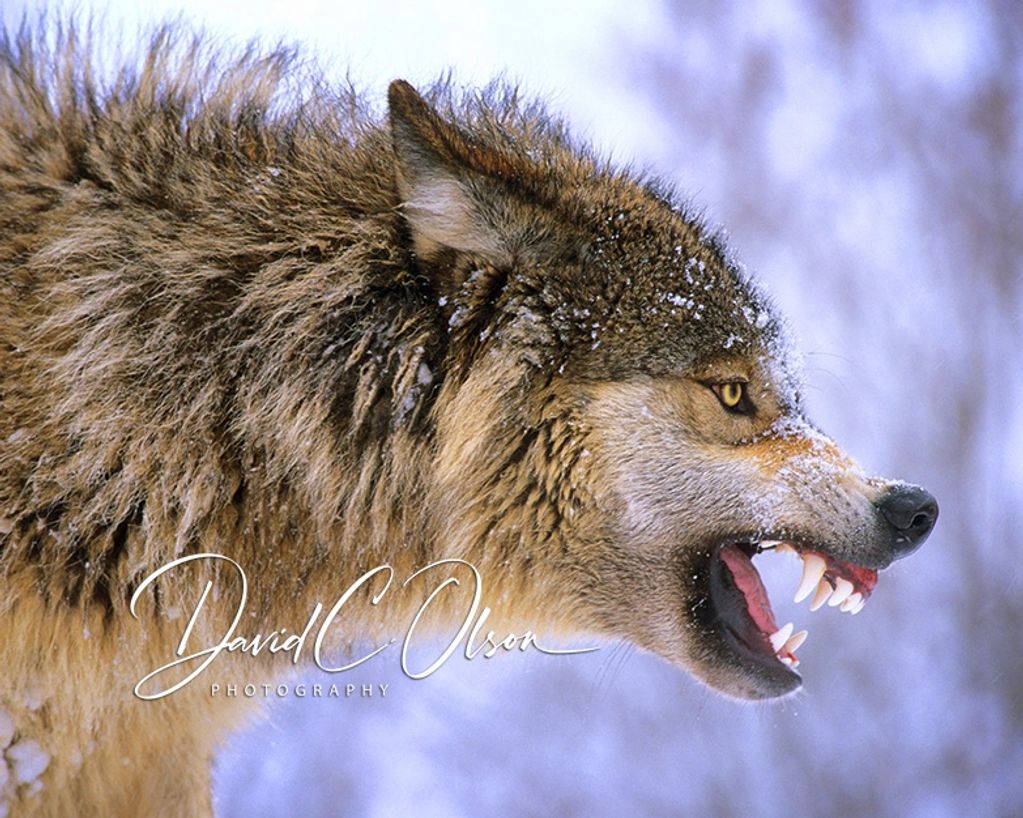 angry snarling wolves wolf-best images and pictures. pictures of wolves-winter-