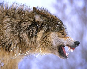 angry snarling wolves wolf-best images and pictures. pictures of wolves-winter-