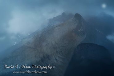 Canadian Rockies-Banff-Japser- National Park-Pictures of wolves-tourism-Stock-Gray Wolf
Canis lupus