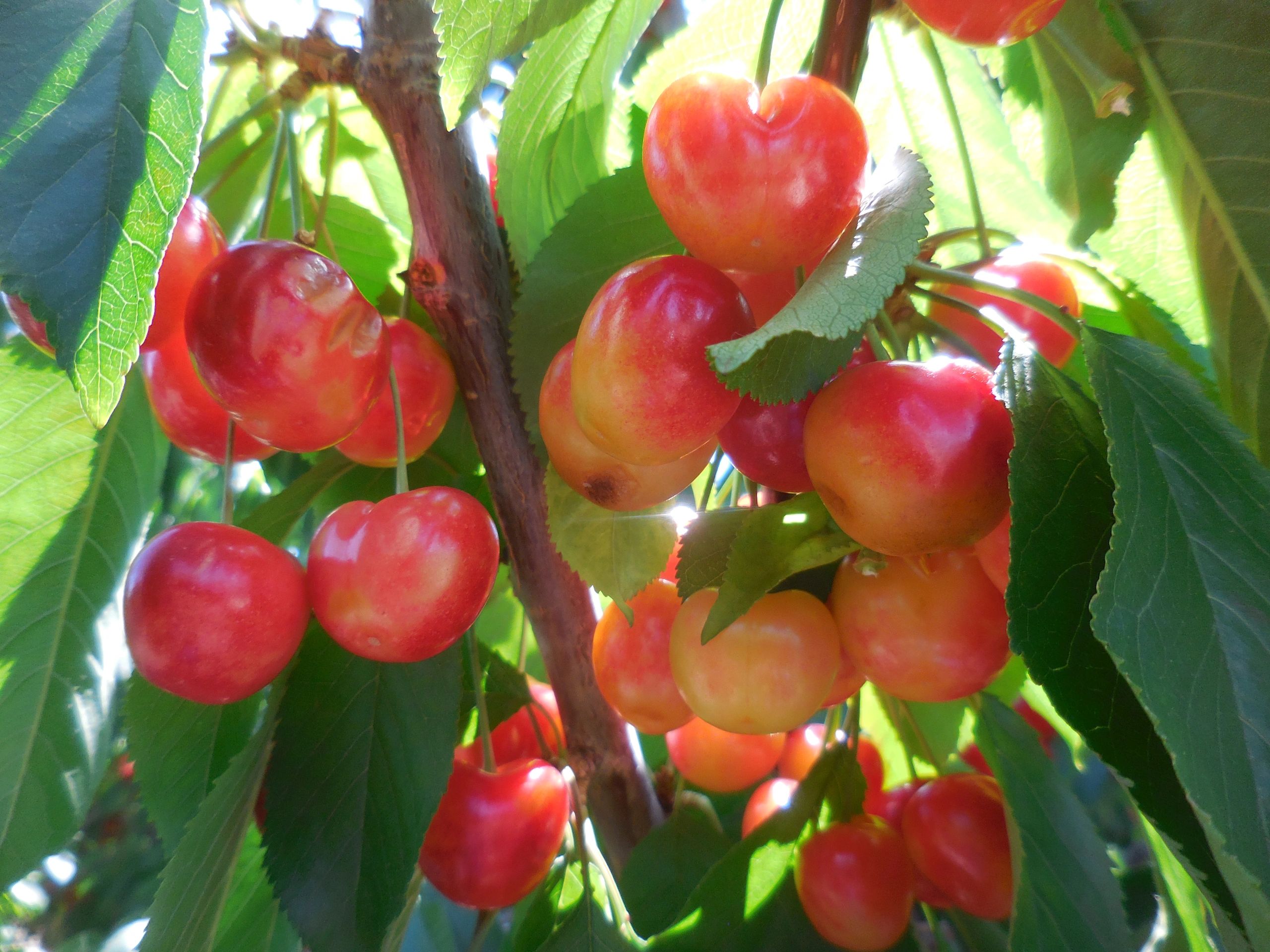 JL Farms U-Pick Cherries in Littlerock
