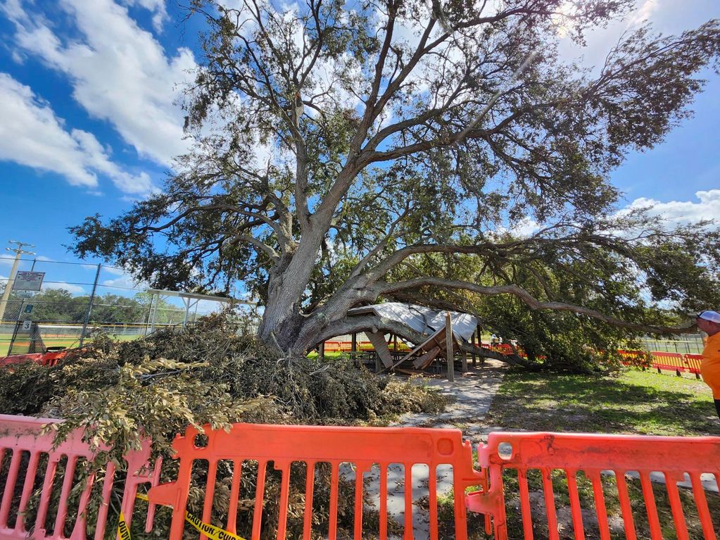 Massive 108" diameter tree that fell during Hurricane Milton 2024 onto the picnic shelter at Shimber