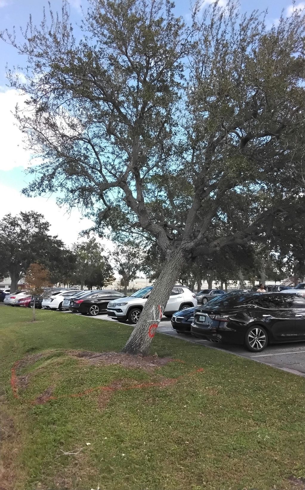 Hurricane Milton 2024 – Skyway Sports Complex, Tampa
Emergency Tree Removal in Parking Lot of Skyway
