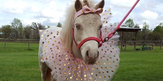 Photo of mini wearing tutu costume