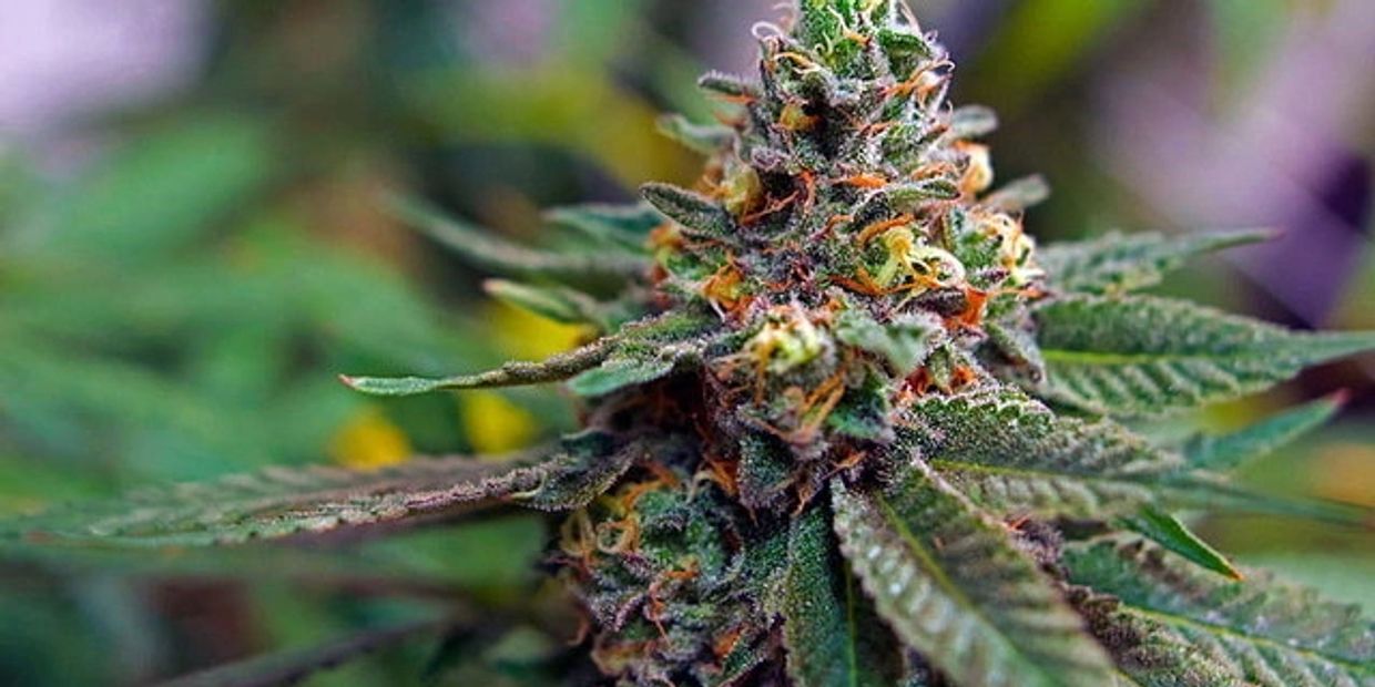 Close-up of a flowering cannabis plant with trichomes and orange pistils.