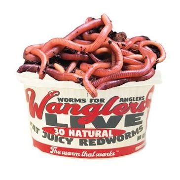 No Refrigeration Wholesale Live Bait Worms