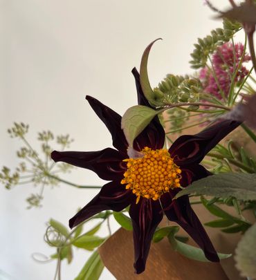 Close up of a Dahlia