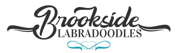 Brookside Labradoodles