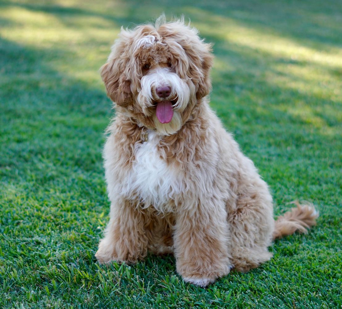 Labradoodle Puppies for Sale - BROOKSIDE LABRADOODLES