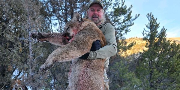Mountain Lion hunts