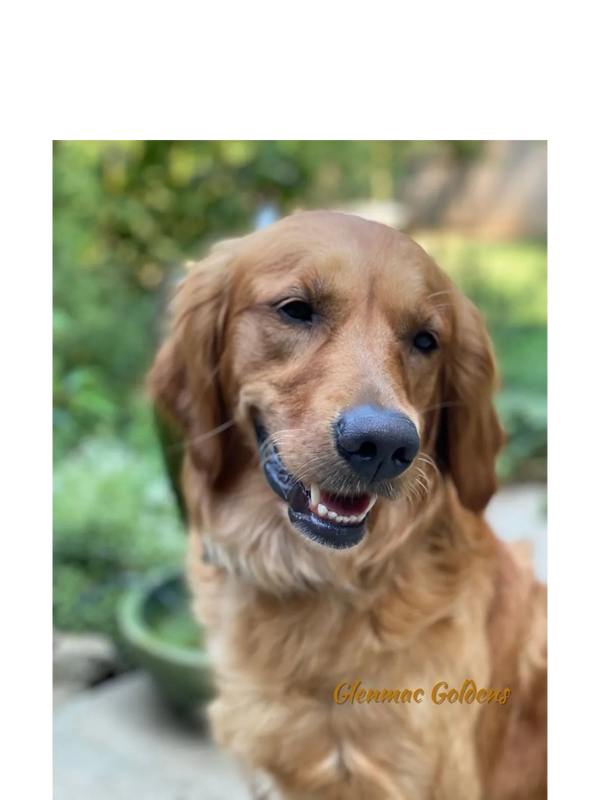 Picture of Oakley, our dark red Golden Retriever.