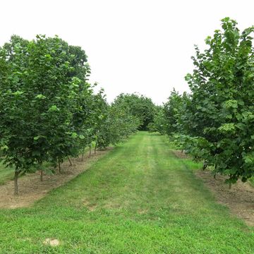 American Hazelnut-Filbert Nut Tree
Troyer Tree Farm
Greenhouses
Tree farms
Garden Centers