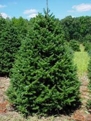 TROYER TREE FARM ORWELL OHIO
CANAAN ABIS-FIR EVERGREEN TREE
TREE FARM
GREENHOUSES
GARDEN CENTER