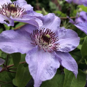 TROYER TREE FARMM ORWELL OHIO
CLEMATIS
STILL WATERS  (PW)
TREE FARMM
GREENHOUSE GARDEN CENTERS