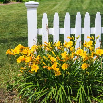 TROYER TREE FARM ORWELL OHIO
PERENNIALS
HEMEROCALLIS-DAYLILY
Stella Doro
TREE FARMS
GREENHOUSES
