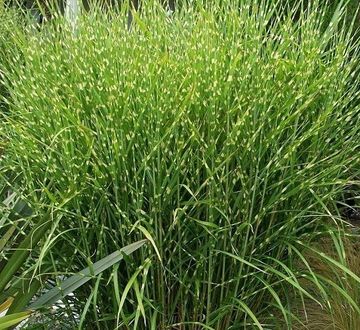 TROYER TREE FARM ORWELL OHIO
GRASSES
MISCANTHUS-FLAME, MAIDEN, SILVER GRASS
Strictus (Porcupine)

