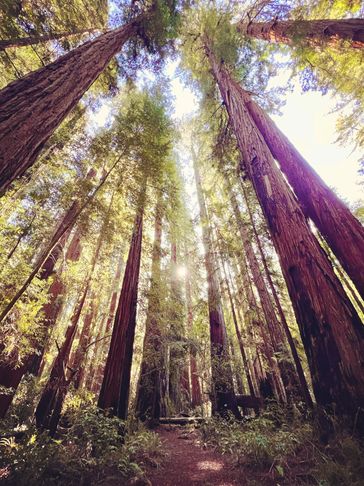 Sunlight filters through towering redwood trees in a serene forest.