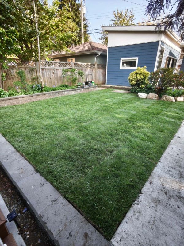 Freshly laid green lawn in a backyard.