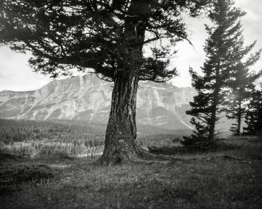 view of Mt Rundle, 2021