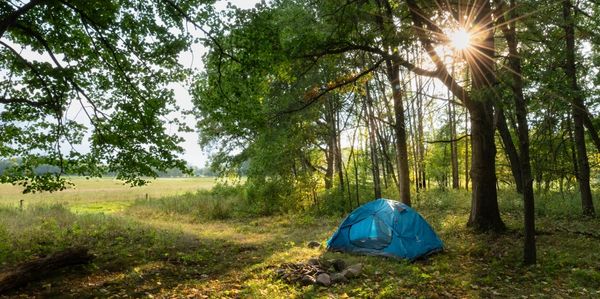 A blue tent set up in a sunlit forest clearing near an open field.